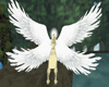 Animated White Wings