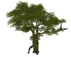 Tree V9