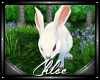 Animated Rabbit