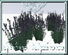 [A] Wild Lavender