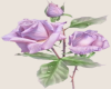 A Violet color Roses