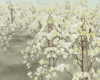 Anim. White Flowers