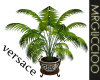 versace Plant   7