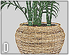 Wicker Plant