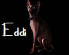 Eddi The Cat