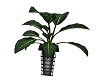 small black vase plant