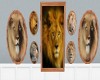 lion pics