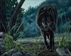 hunting black wolf
