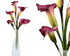 !Bicolor lilies req