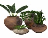 pottery  and plants