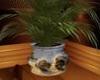 fern, buffalo pot