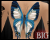 [B] Blue Butterfly Back