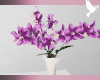 Mom's Orchids | Violet