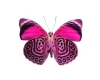 Butterfly Delag