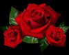 Red Rose Kiss Dice
