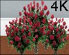4K Red Roses