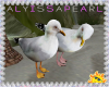Summer Seagulls 2