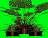  large potted plant