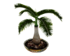 Tropical Club Plant 1