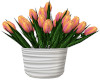 Planter Of Tulips