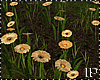 Cream Field Flowers