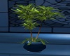 *cp* blue room plant