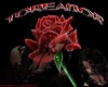 Toreador Rose