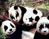 Kiss  Pandas