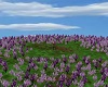 AAP-Lavender Field