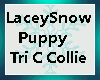 {LS} Puppy Tri C Collie