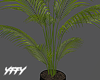 Potted Areca Palm