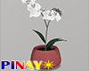 Tiny Orchid Pot 2