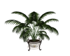 LG Potted Palm Plant