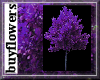 purple tree