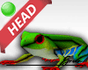 🐸 Head Frog M