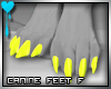 D~Canine Feet:Yellow F