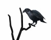 Gothic Raven Perched