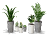 Potted Garden Plants