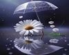Background Daisy