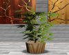 :3 Weed Plant