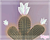 Cactus Love e