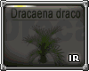[IR] Dracaena draco