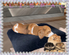 Woof Sleeping Beagle