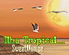 SM/Tropical Seagulls...