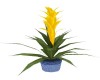 Tropical Yellow Plant