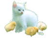 white kitten w/ chicks