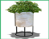 :3 Potted Plant Small