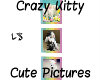 Crazy Kitty Cute Picts 6