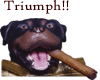 Triumph Dog!