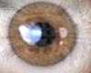Female Brown Eyes 